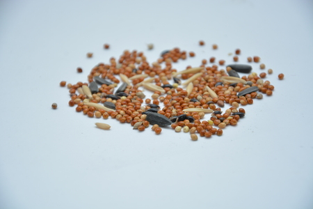 Bird seed and nutsの写真素材