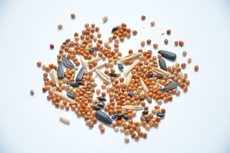 Bird seed and nutsの写真素材