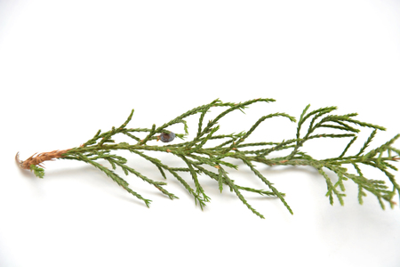 Fresh green sprig of rosemary isolated on a white backgroundの写真素材