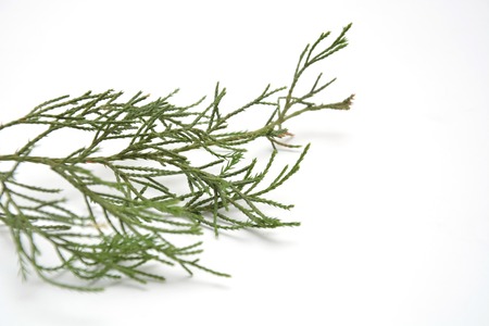Fresh green sprig of rosemary isolated on a white backgroundの写真素材