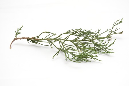 Fresh green sprig of rosemary isolated on a white backgroundの写真素材