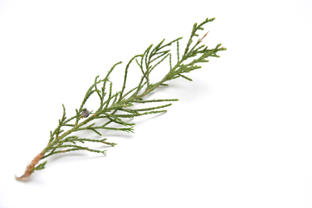 Fresh green sprig of rosemary isolated on a white backgroundの写真素材