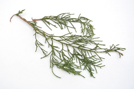 Fresh green sprig of rosemary isolated on a white backgroundの写真素材