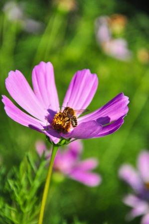 Natural flower background. Amazing nature view of purple flowers blooming in garden under sunlight at the middle of summer day.の写真素材