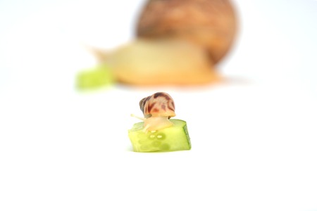 Back of the European woman of 40 years, on her back a big akhatinsky snail. Studio shot.の写真素材