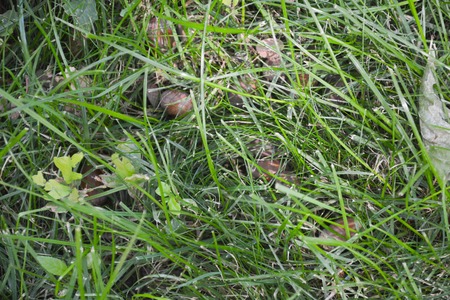 Green grass wall texture for background design and wall cutting for artwork.の写真素材