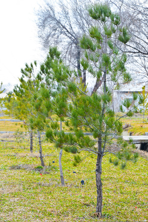 Green grass wall texture for background design and wall cutting for artwork.の写真素材
