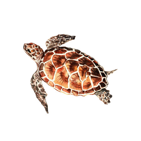Sea turtle. Underwater life object isolated on white background. Hand drawn watercolor illustration.