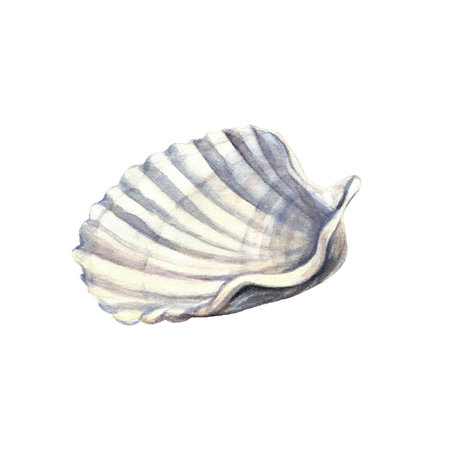 Sea shell. Underwater life object isolated on white background. Hand drawn watercolor illustration. Clip art. Can be used for posters, textile souvenirs, labels, websites, postcards, stickers, flyersの写真素材