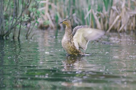 Wild duck on the lake flaps its wings, ready to take offの写真素材
