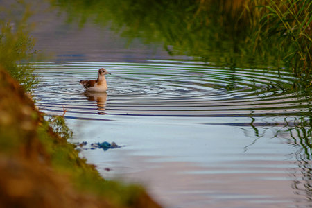 Red-necked greylag, Anas platyrhynchos, swimming in a pond.の写真素材