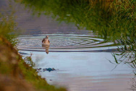 A closeup shot of a water bird swimming in a lakeの写真素材