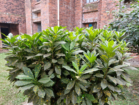 Lush green bushes flourish against aged brick building