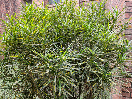 Vibrant green conifer bush against brick wall