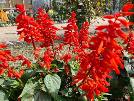 Vibrant red flowers blooming in a lush gardenの写真素材