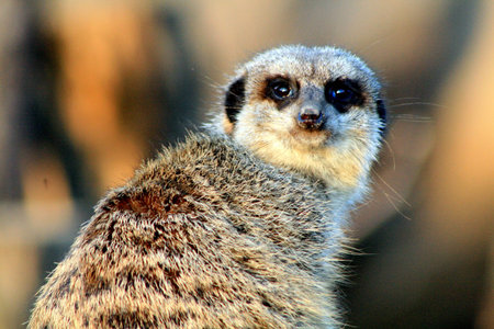 Meerkat watchingの写真素材