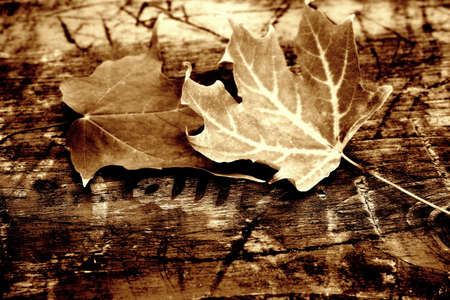 two Maple Leafs on wooden backroundの写真素材
