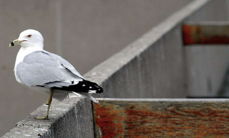 Seagul watchingの写真素材