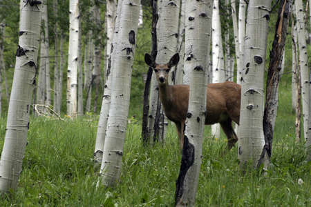 Deer near Maroon Bells, Coloradoの写真素材