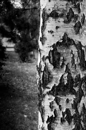 Black and white photo with detail of birch bark の写真素材