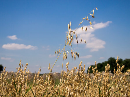 Detail of oats crop on blue sky landscape background