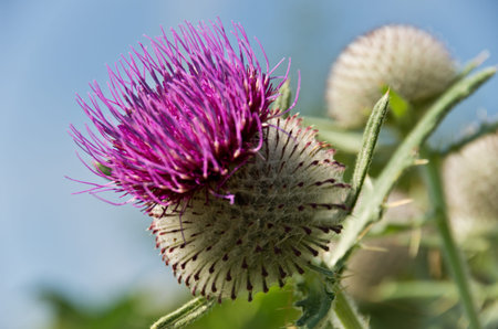 blooming violet thistle on blue sky background