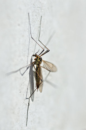 Macro photo of spotted crane fly (Nephrotoma appendiculata) focused on headの写真素材