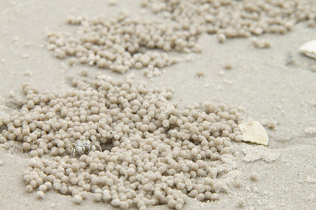 A Tiny Crab Creeping out of its Hole の写真素材