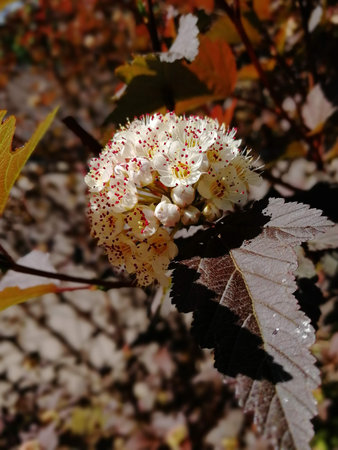 Autumn leaves on treeの写真素材