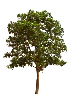 Tree isolated on a white backgroundの写真素材