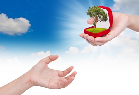 Hands holding a treeの写真素材