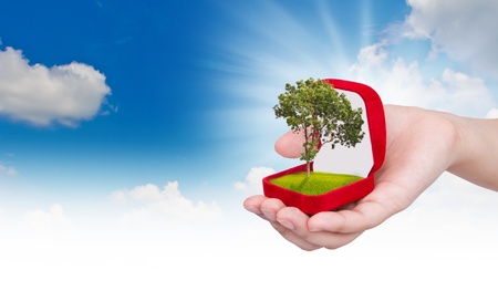 Hands holding a treeの写真素材