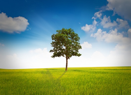 Tree and grass fieldの写真素材