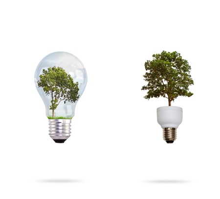 Eco concept: green tree growing out of a bulb.の写真素材