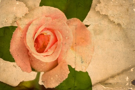 Romantic vintage rose backgroundの写真素材