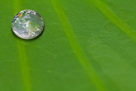 Water drops on fresh green leaf