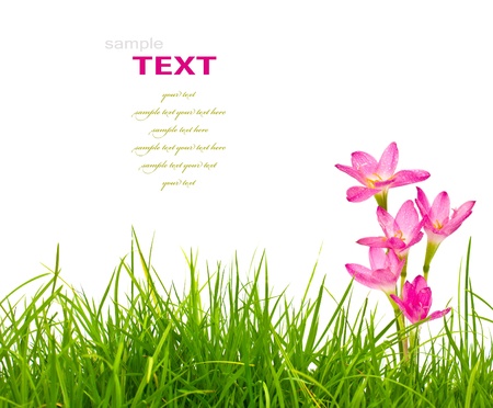 Beautiful pink flowers and fresh spring green grass isolated on white background.の写真素材