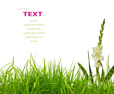 Beautiful White Gladiolus and fresh spring green grass isolated on white background.の写真素材