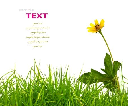 Beautiful yellow flower (Daisy) and fresh spring green grass isolated on white background.の写真素材