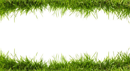 Fresh spring green grass on white background with copy space.