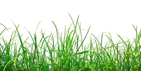 fresh spring green grass isolated on white backgroundの写真素材