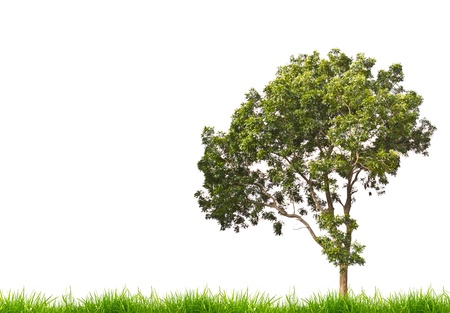 Field with green grass and treeの写真素材