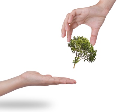 Hand holding a treeの写真素材