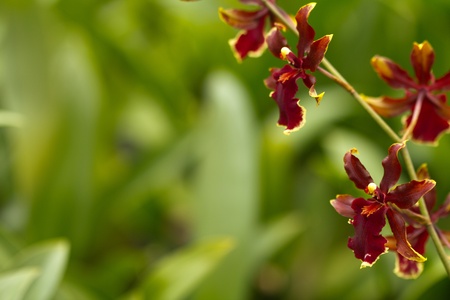 Beautiful flower (Orchid) の写真素材
