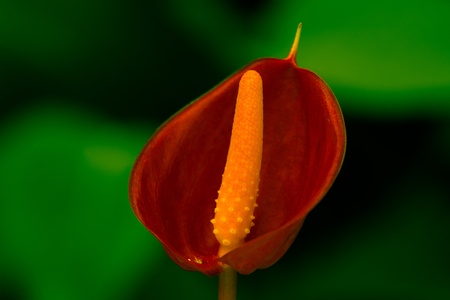 Red and yellow Beautiful Orchid の写真素材