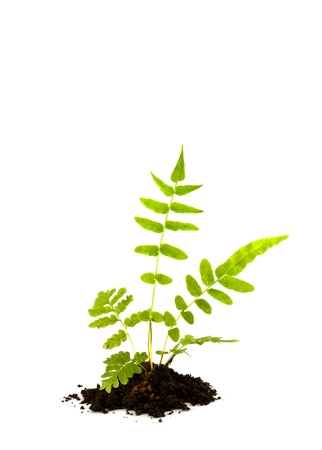 Growing green plant isolated on white background.の写真素材