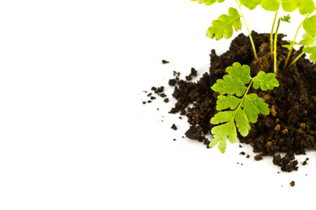 Growing green plant isolated on white background.