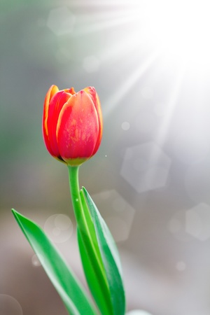 Tulips in spring sunの写真素材
