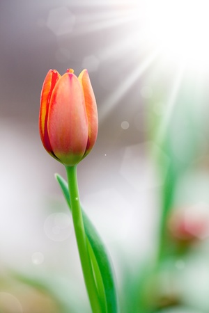 Tulips in spring sunの写真素材