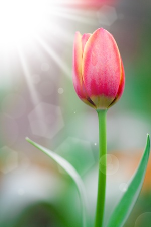 Tulips in spring sunの写真素材